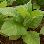 Tobacco Absolute (Pure)