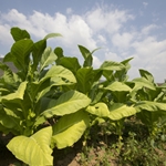 Tobacco Flavor