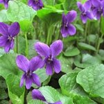 Violet Leaf (Absolute)