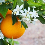 Orange Flower (Absolute) Blend**