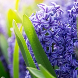 Hyacinth Body No. 3 (IFF)