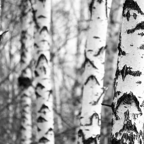 RussianBear Natural Birch Tar
