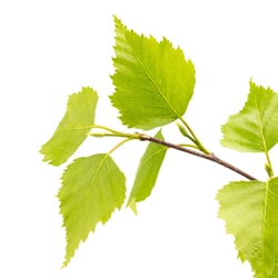 Birch Leaf Givco (G)