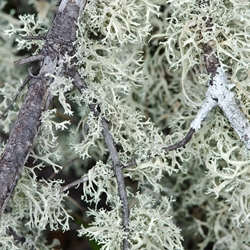 Oakmoss (G)