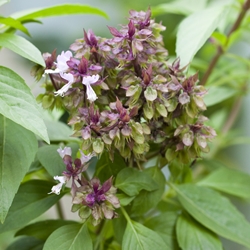 Basil Sweet