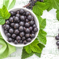 Black Currant Flavor