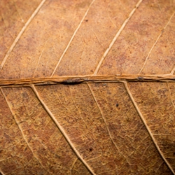 DK Tobacco II Flavor