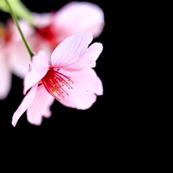 Sakura Salicylate™ (Takasago)