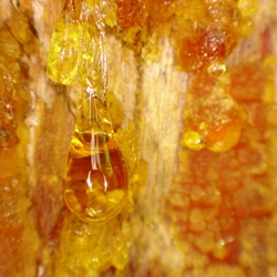 Ambermax® (Givaudan) - 50% TPM