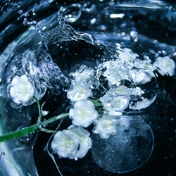 Aquaflora™ (IFF)