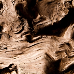 Amyris Wood (Haiti)