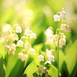 Perfumers Apprentice Trifernal Firmenich