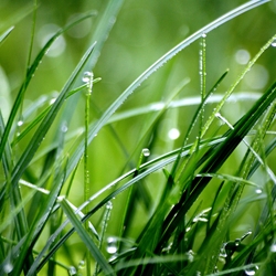 Green A **