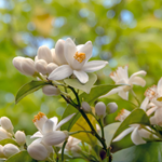Neroli Artessence (Biolandes) **
