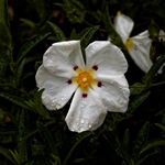 Labdanum Absolute