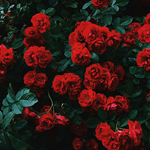 Rose Oxide (Laevo)