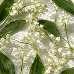 Cyclosia® (Firmenich)
