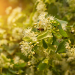 Aurantiol® Pure (Givaudan)