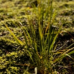 Vetimoss