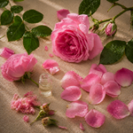 Rose Centifolia Firabs