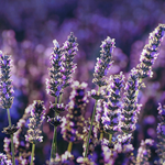 Lavender (Fine) EO (Biolandes)