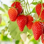 Strawberry (Splash) Flavor