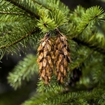 Douglas Fir Needle **