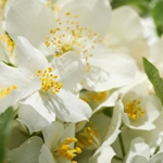 Jasmine Egypt SFE (Firmenich)