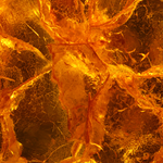 Clary Amber®