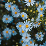Chamomile (Blue) - Egypt