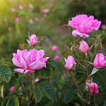 Rose Oxide (Dextro)