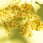 Osmanthus Absolute