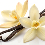 French Vanilla (Fragrance) **