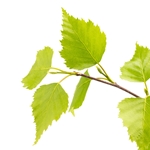 Birch Leaf Givco (G)