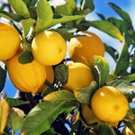 Lemon - Spain