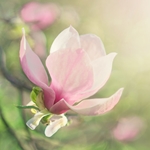 Magnolia flowers – organic (China) J.Steele