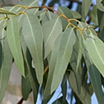 Eucalyptus (menthol)