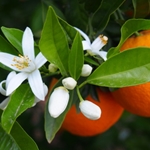 Orange Olessence **
