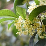 Osmanthus Absolute (P&N)