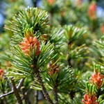 Red Pine **