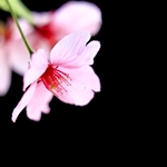 Sakura Salicylate™ (Takasago)