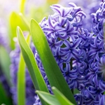 Hyacinth Body No. 3 (IFF)