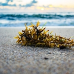 Seaweed - Key Accord**