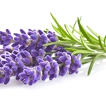 Lavender Flavor