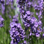 Lavender Absolute