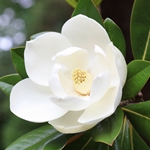 Magnolia Heart (Natural)