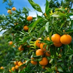 Petitgrain Mandarin (Egypt) **
