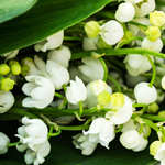 Cyclomethylene Citronellol (Firmenich) **
