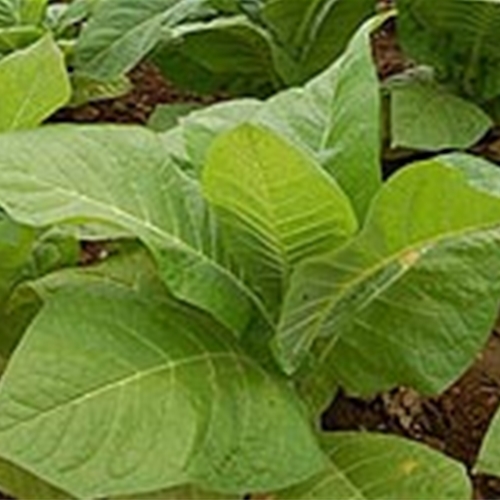 fire-curing tobacco process The Critical Process of Flue-Curing Tobacco fire-curing tobacco process The Critical Process of Flue-Curing Tobacco