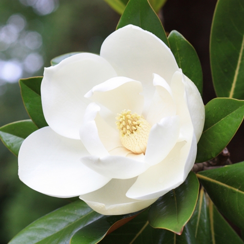 Magnolia Perfume Roller – Juniper Apothecary